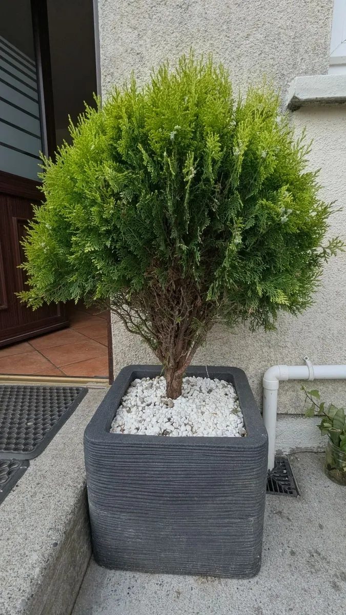 Plants in pots - Image 2
