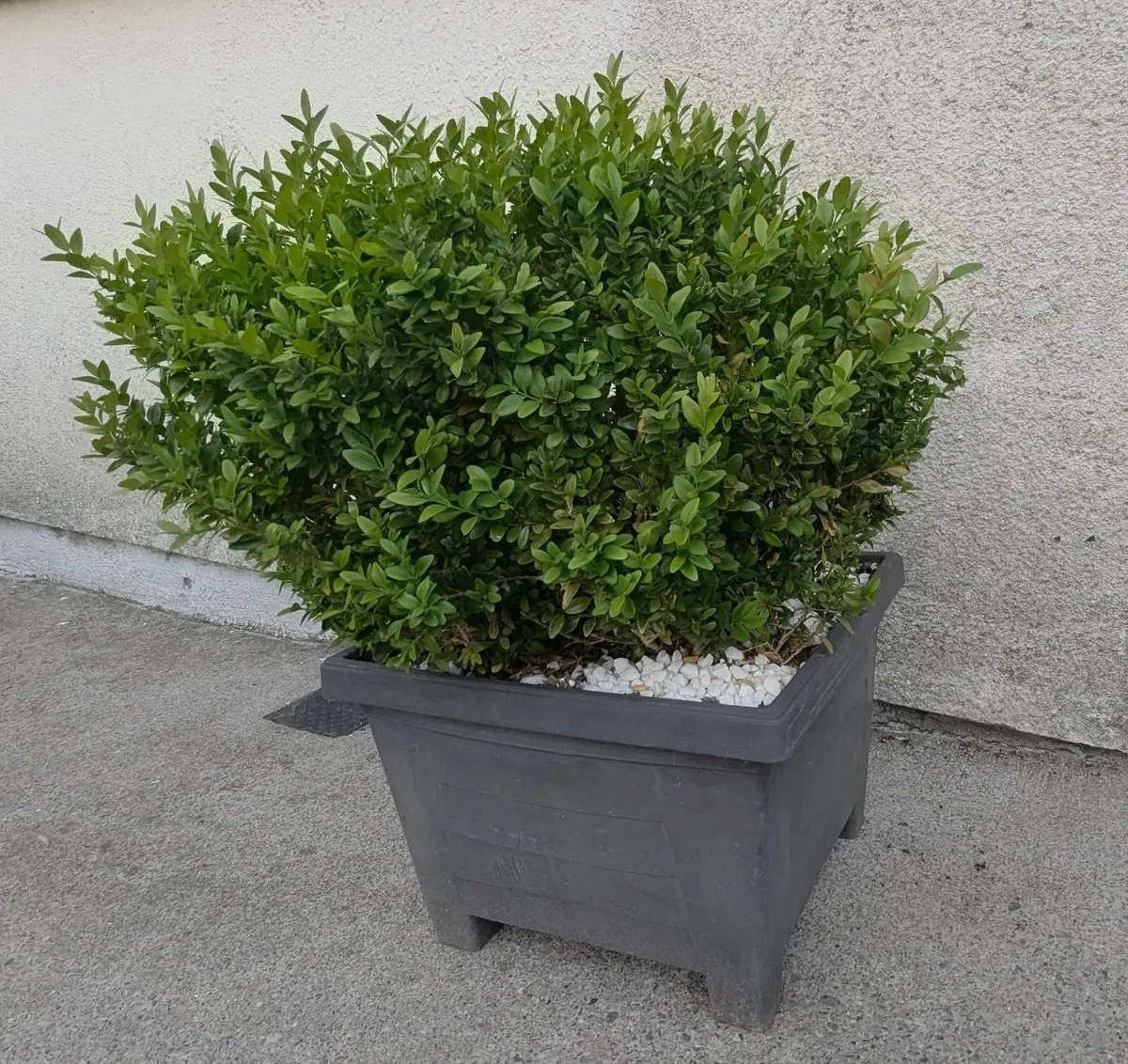 Plants in pots - Image 3