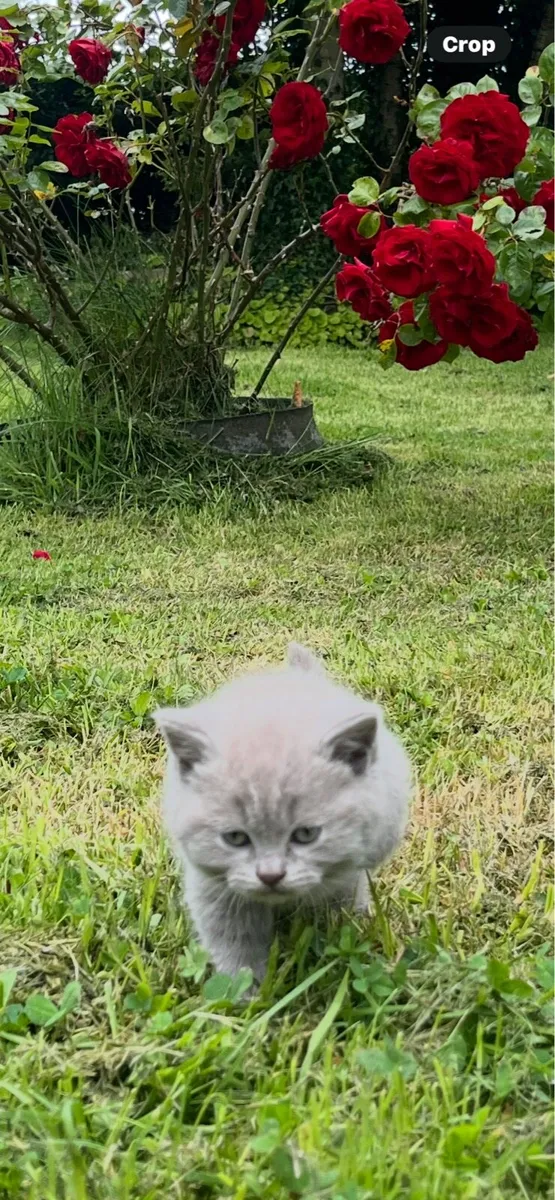 British shorthair lilac male - Image 3
