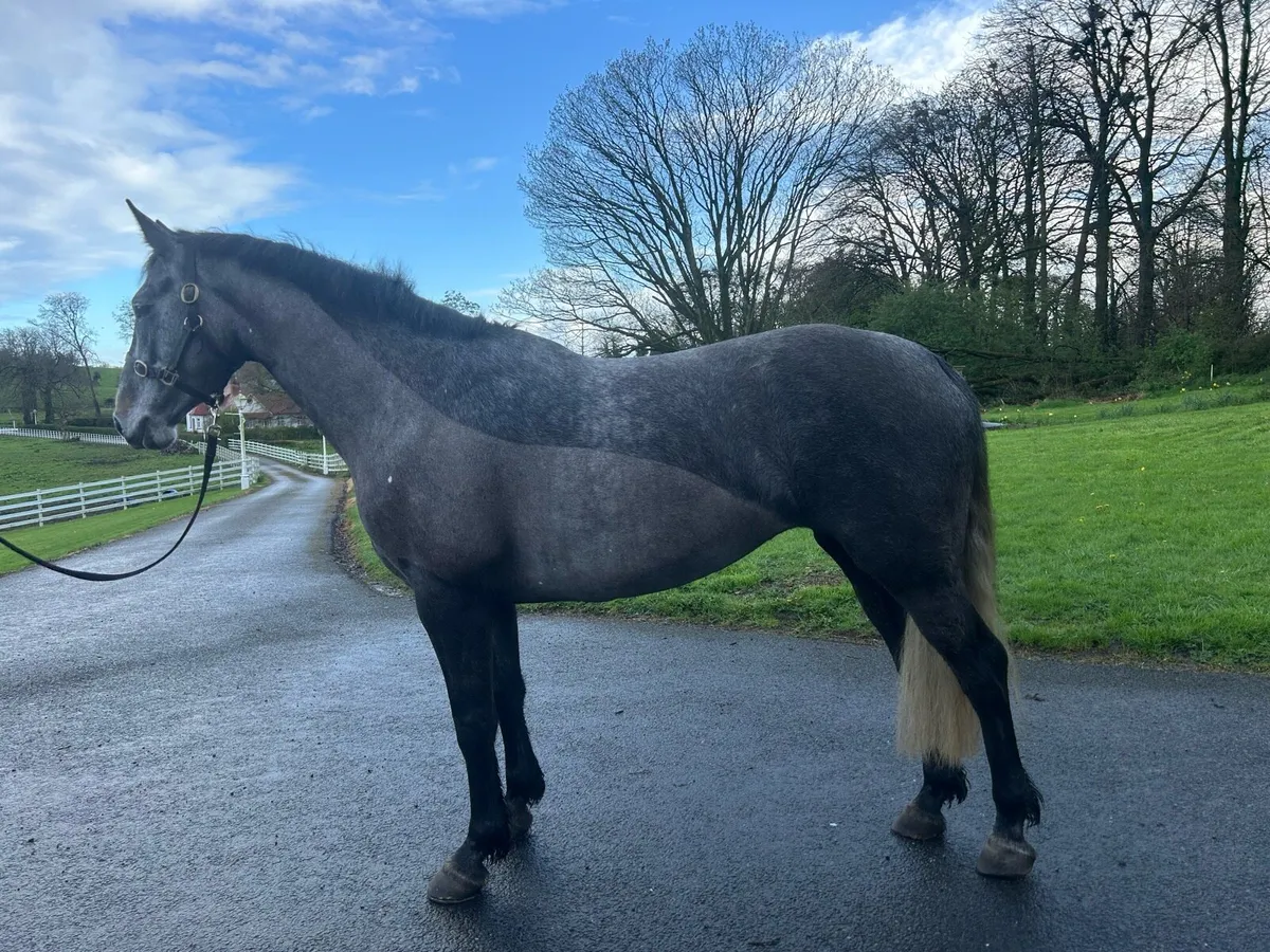 5yo glynnwood cornet mare broken/riding - Image 1