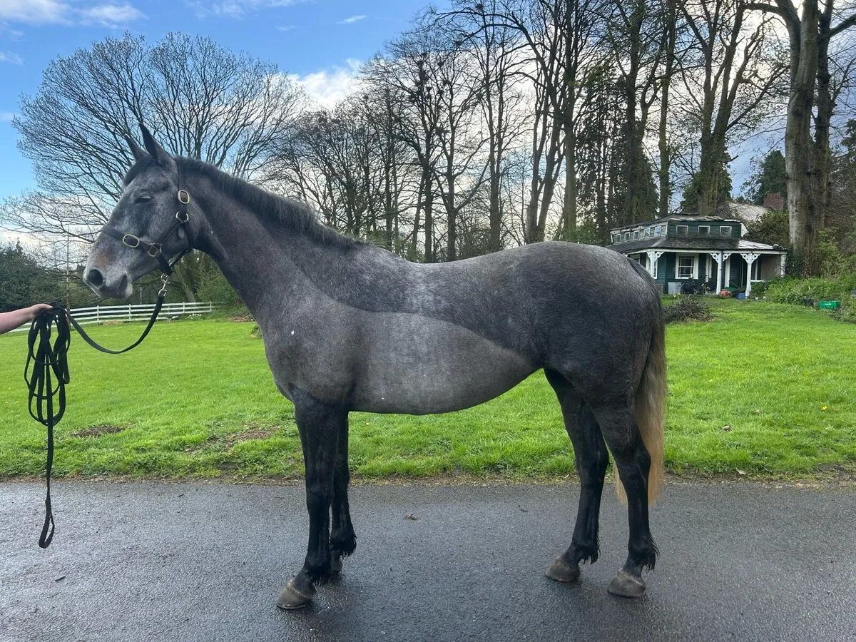 5yo glynnwood cornet mare broken/riding - Image 4