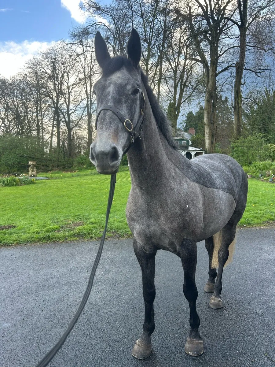 5yo glynnwood cornet mare broken/riding - Image 2