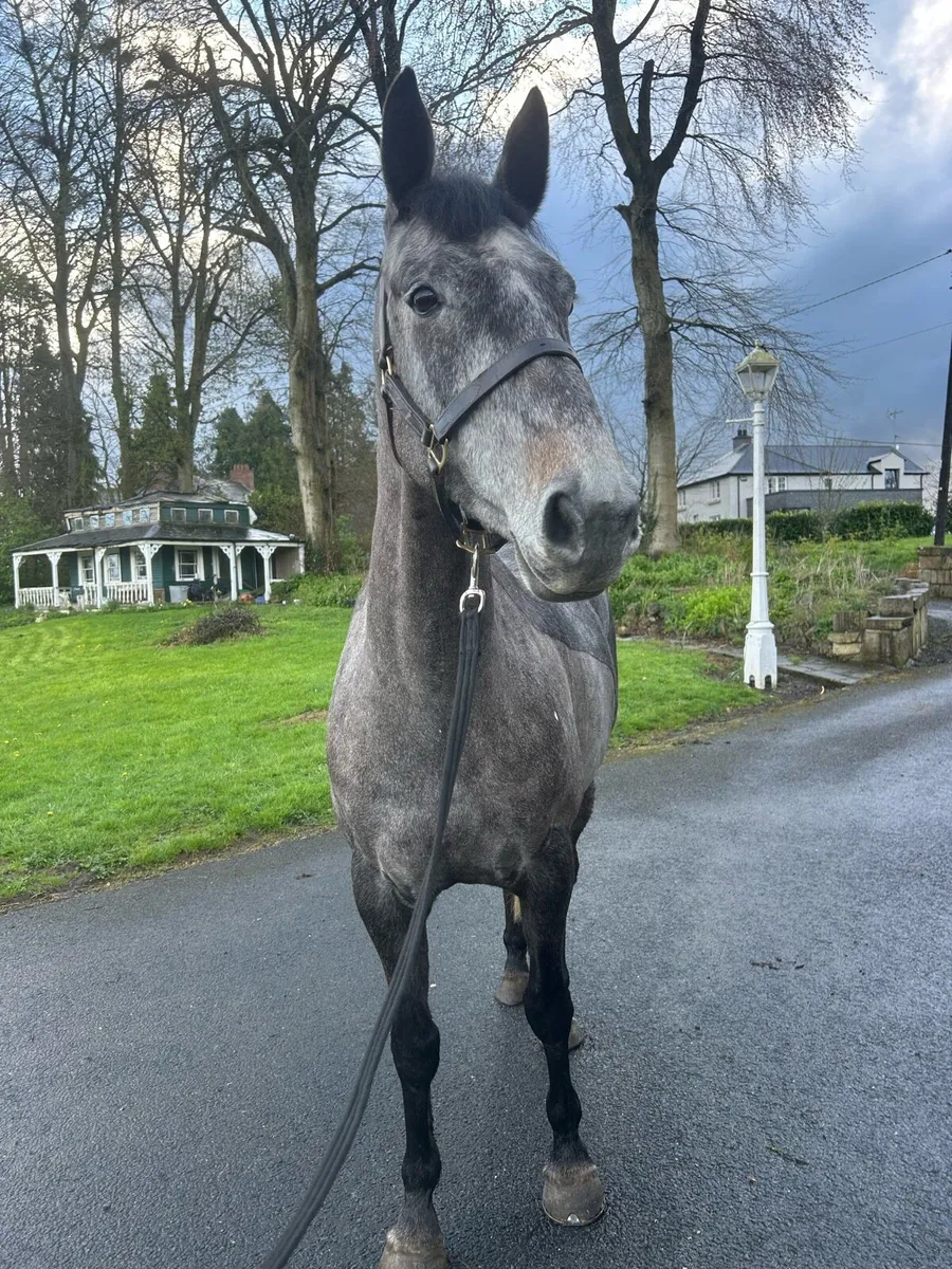5yo glynnwood cornet mare broken/riding - Image 3