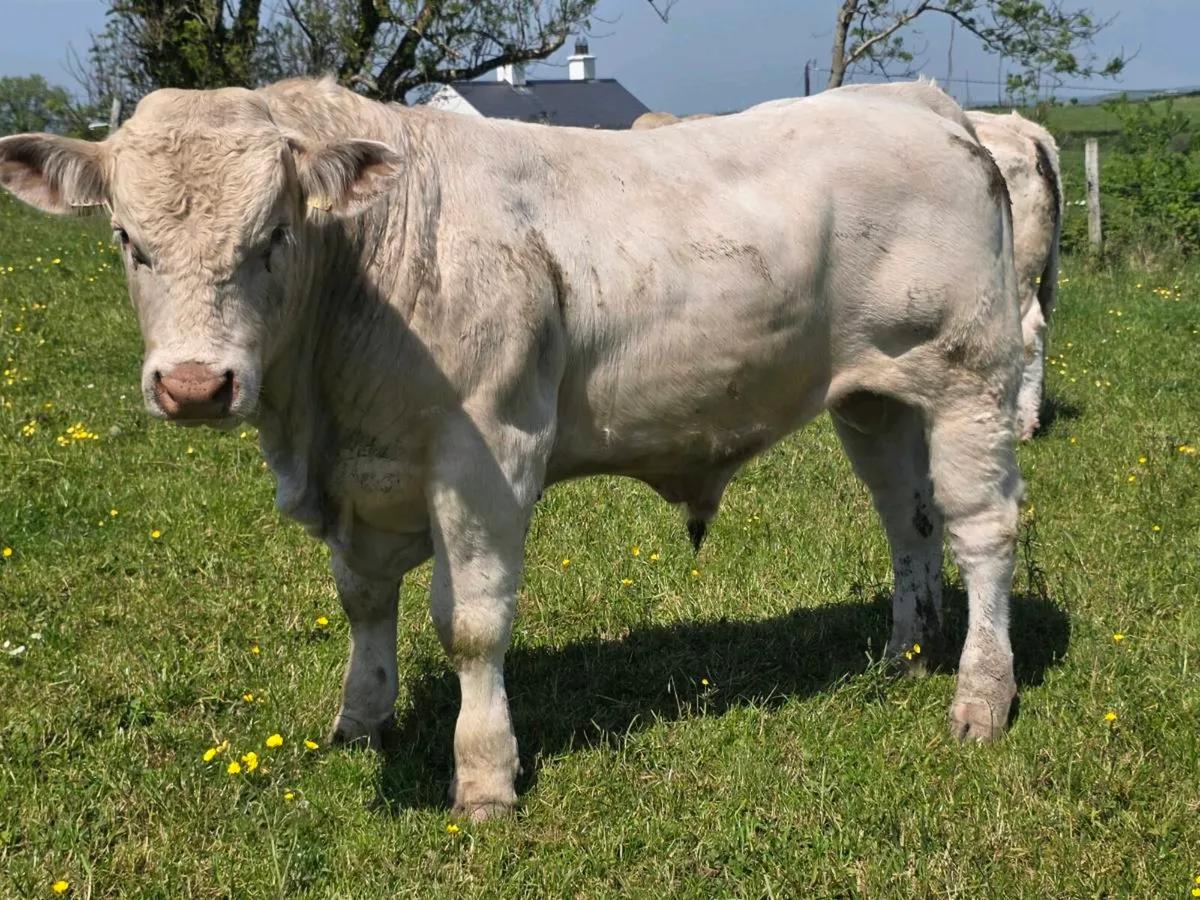 Pedigree Charolais Bulls - Image 2