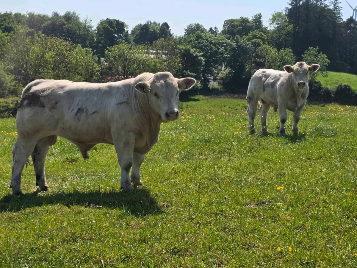 Pedigree Charolais Bulls - Image 3