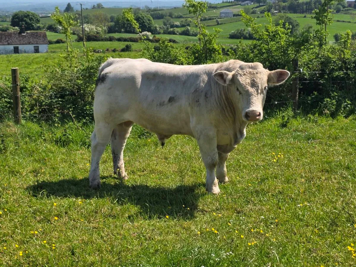 Pedigree Charolais Bulls - Image 4
