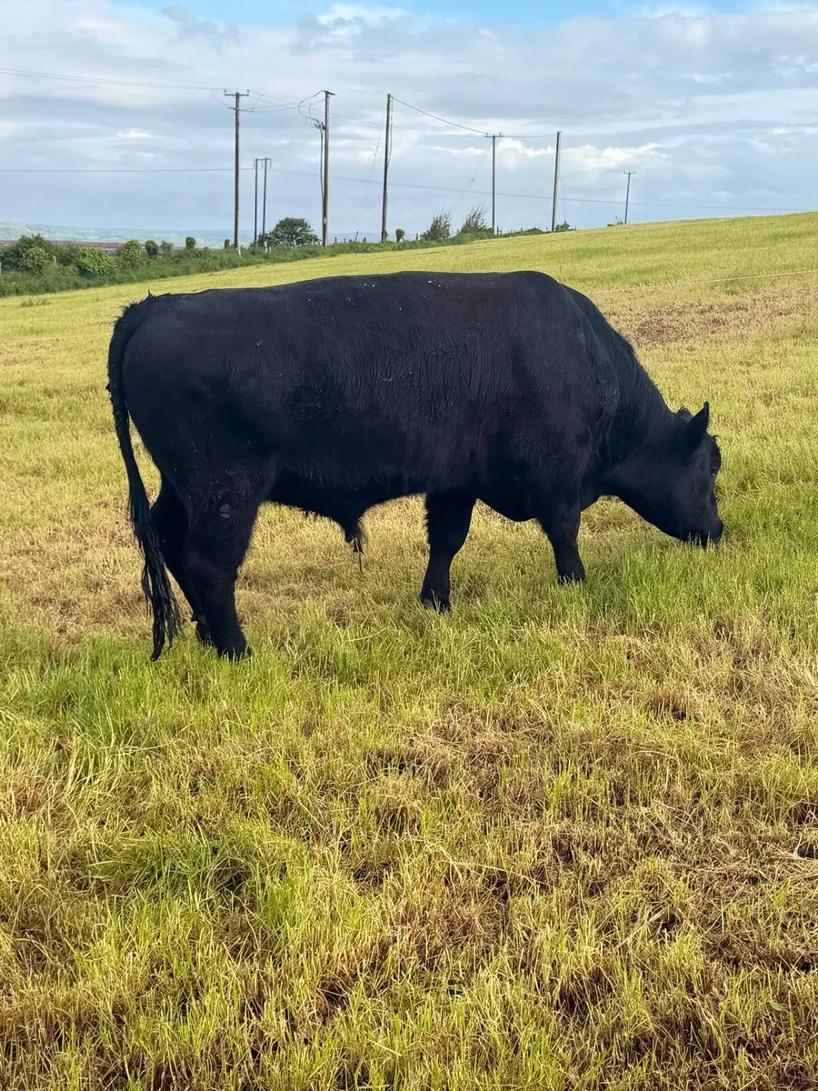 Pedigree Angus bull - Image 3