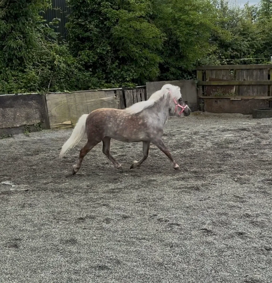 UNIQUE CHILD’S FIRST PONY 🥰 - Image 2