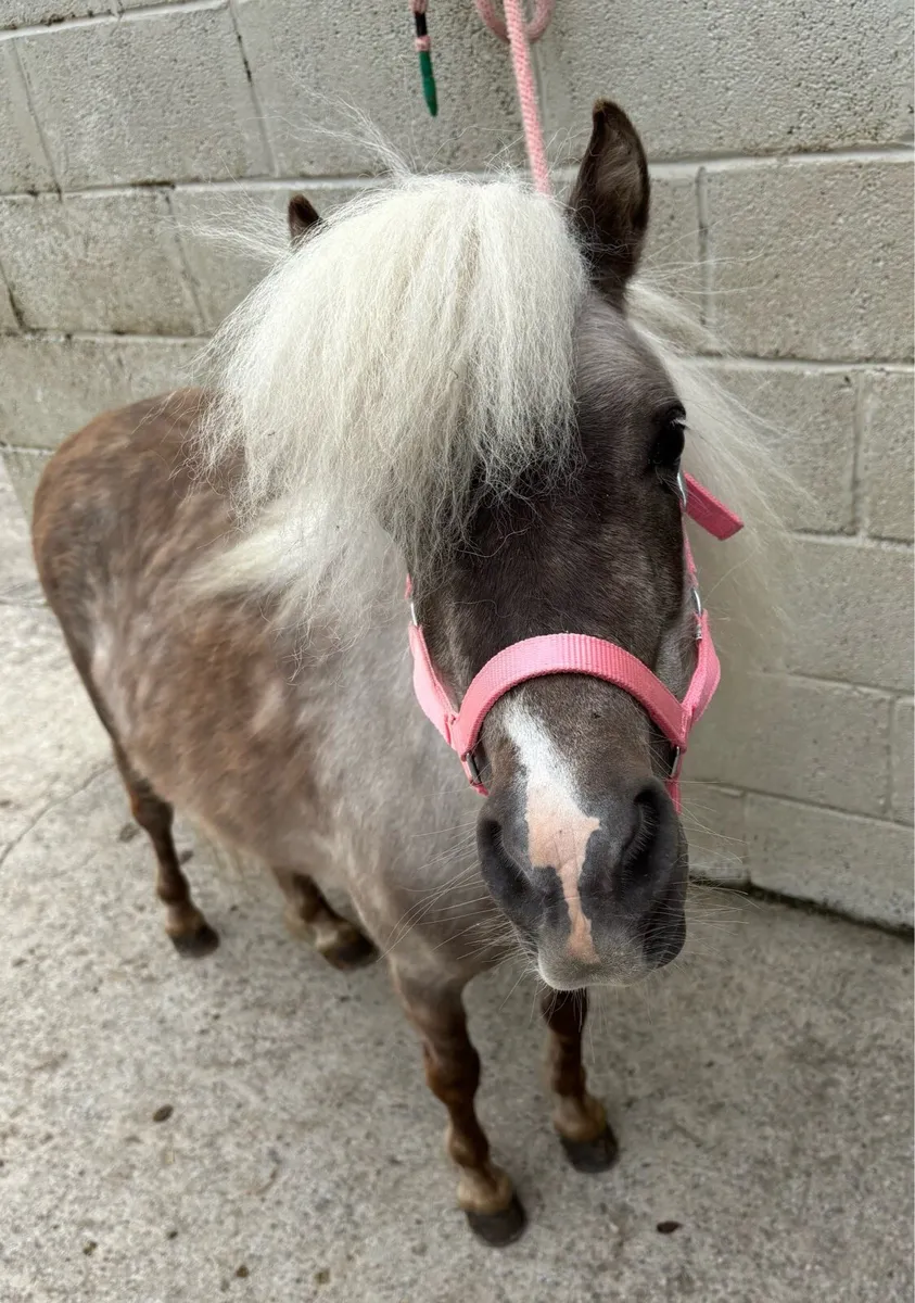 UNIQUE CHILD’S FIRST PONY 🥰 - Image 1
