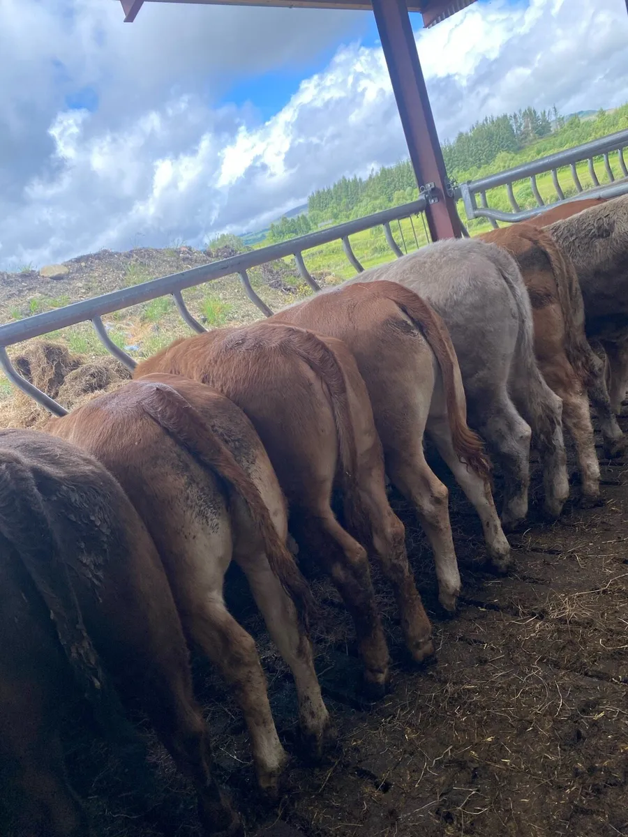 10 super heifer weanlings - Image 1