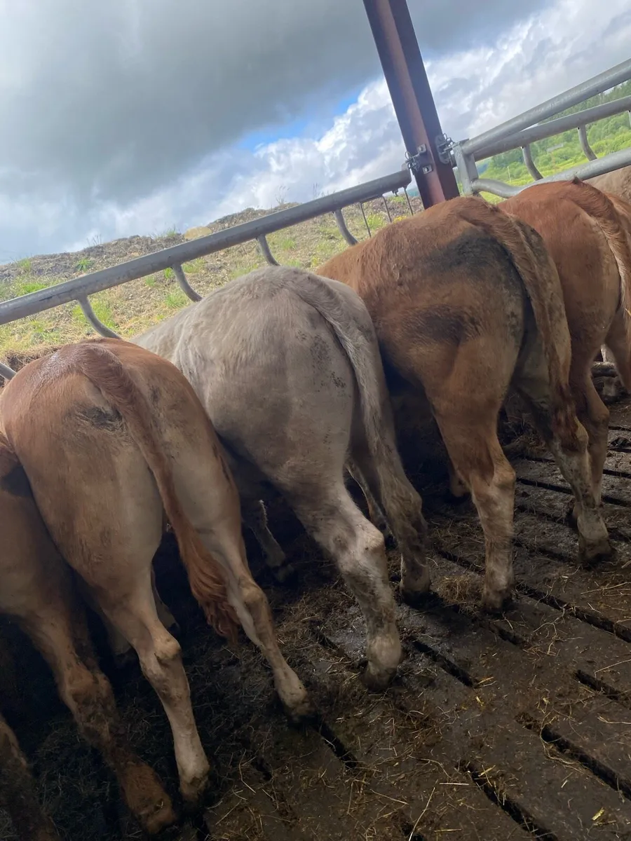 10 super heifer weanlings - Image 2