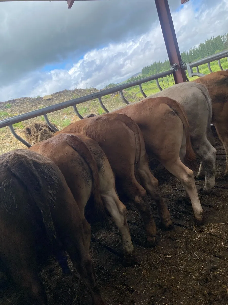 10 super heifer weanlings - Image 3