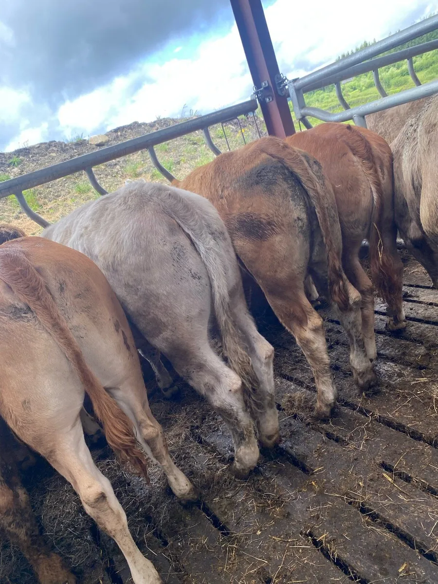 10 super heifer weanlings - Image 4