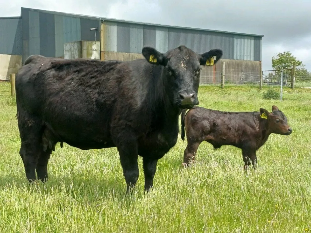 Angus cow - Image 2