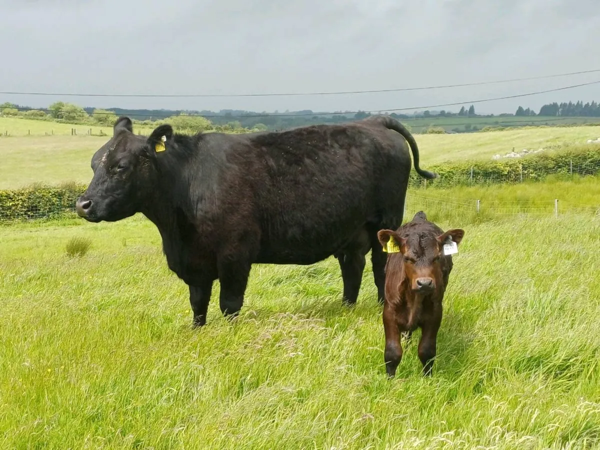 Angus cow - Image 3
