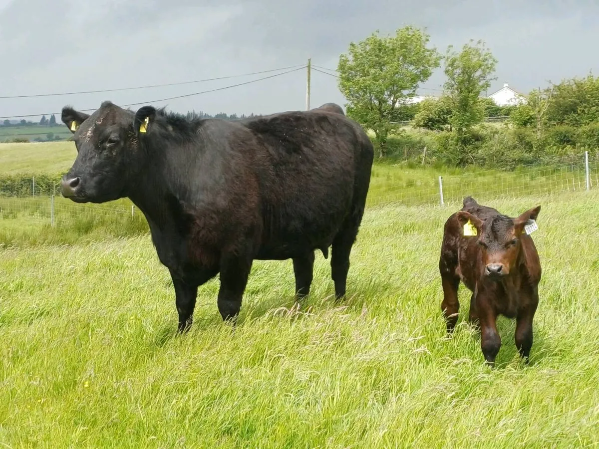 Angus cow - Image 4