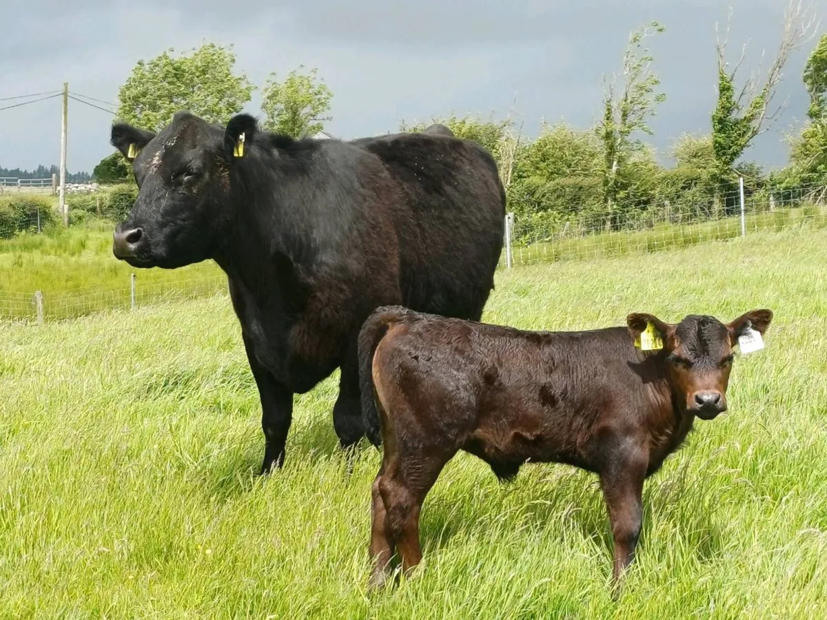 Angus cow - Image 1