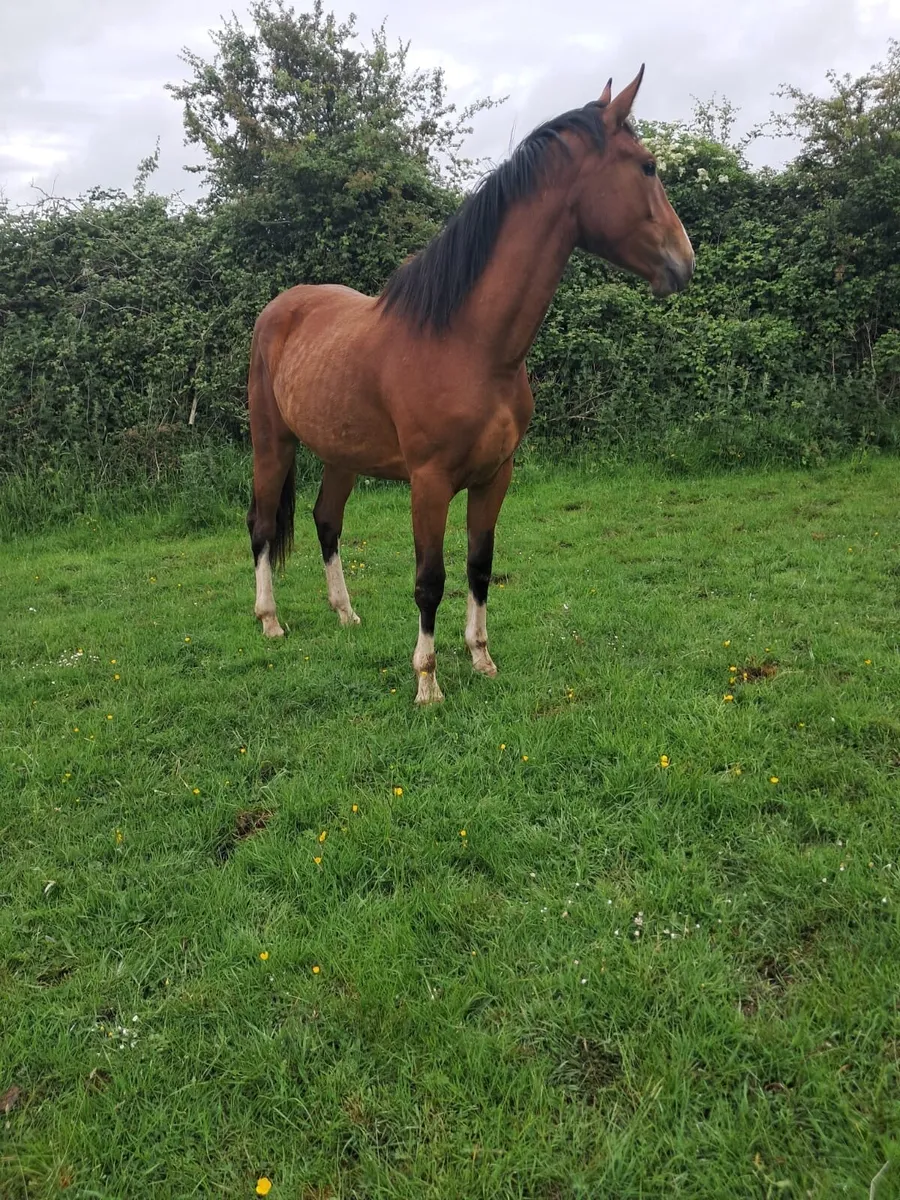 3yr old Irish sport horse fillies - Image 2