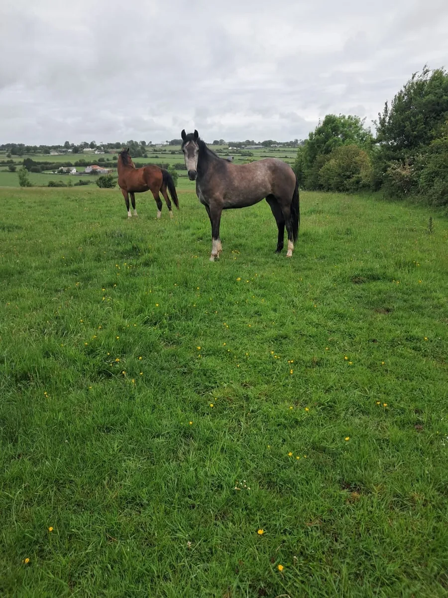3yr old Irish sport horse fillies - Image 1