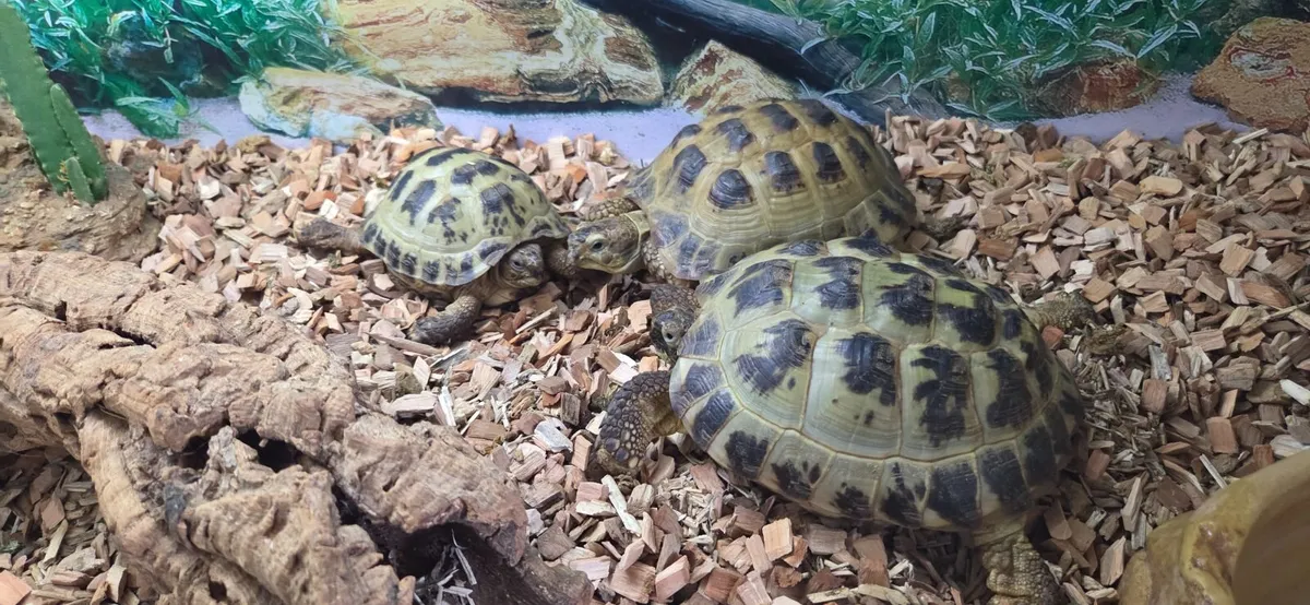 3 tortoises and 3 terrariums - Image 1