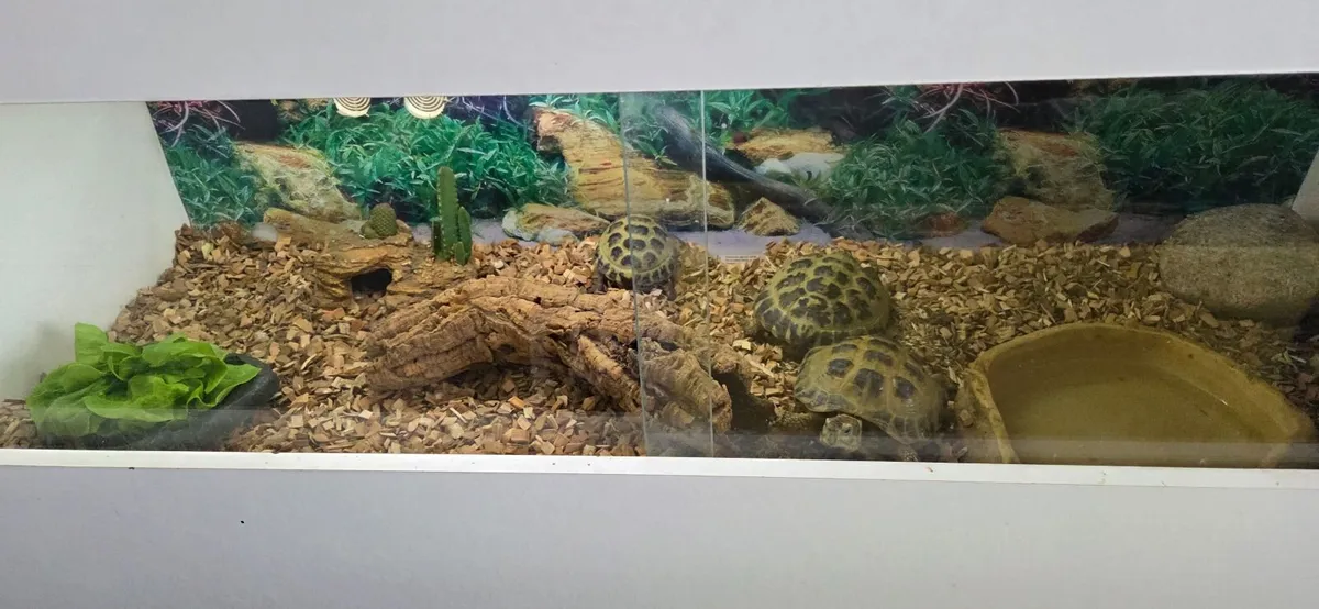 3 tortoises and 3 terrariums - Image 2