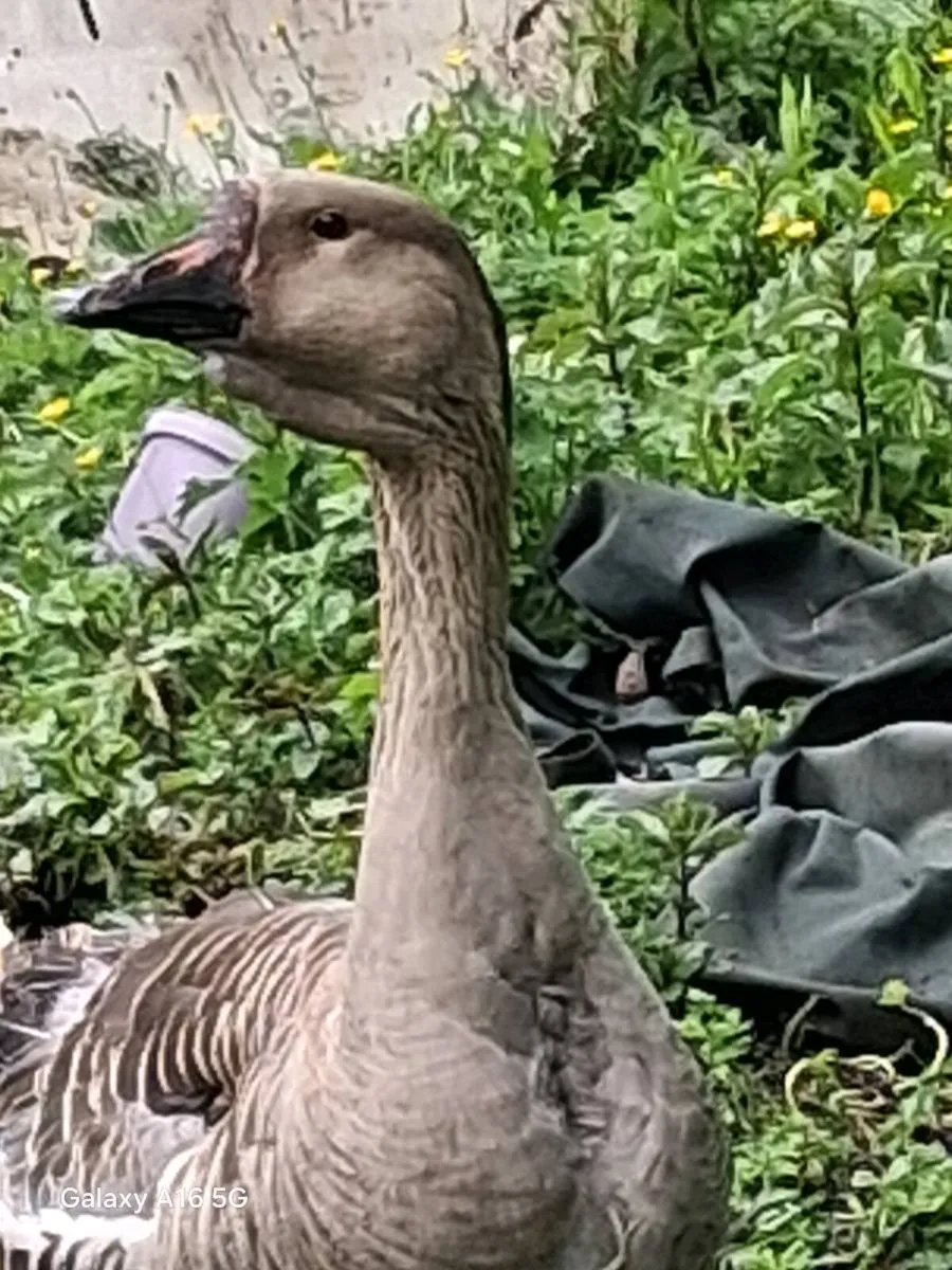 Chinese gander - Image 1