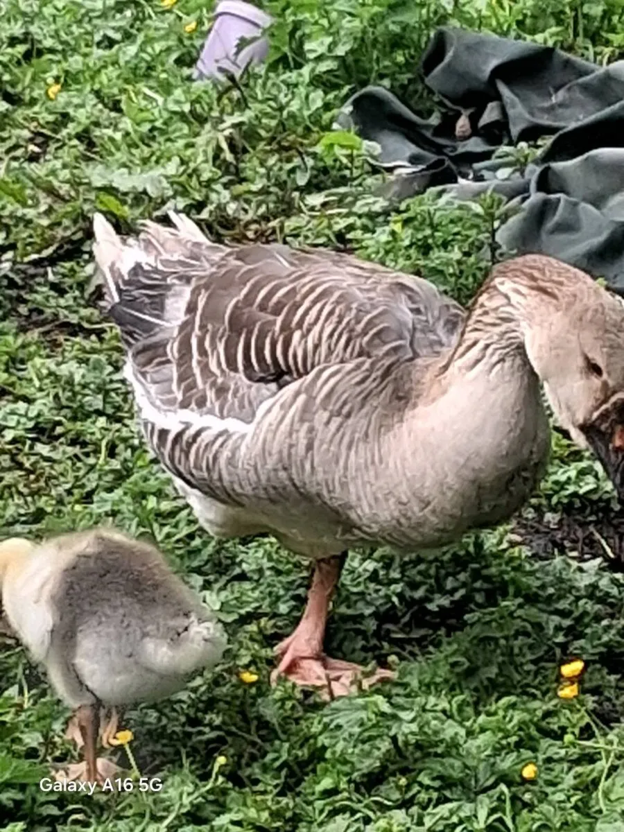 Chinese gander - Image 2