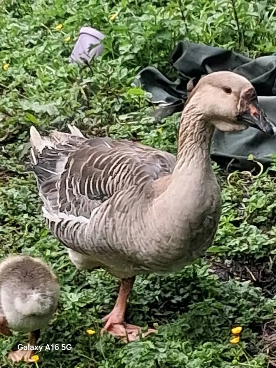 Chinese gander - Image 3