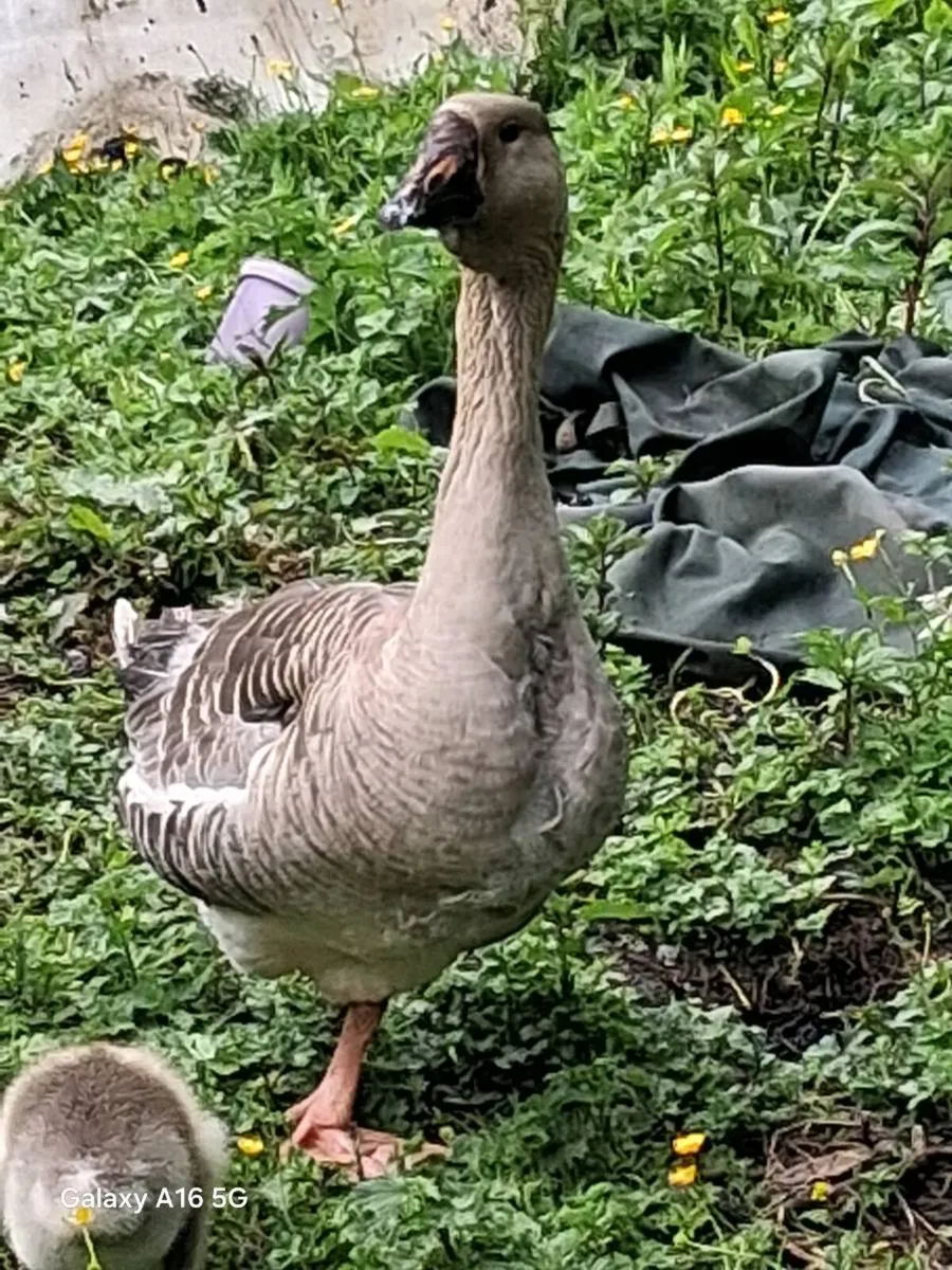 Chinese gander - Image 4