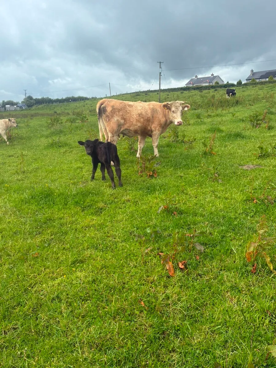 Charolais Cow and Calf - Image 2