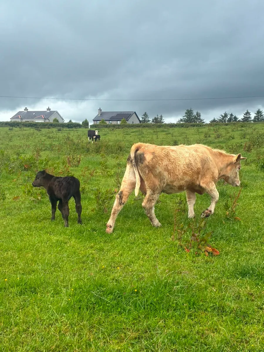 Charolais Cow and Calf - Image 3