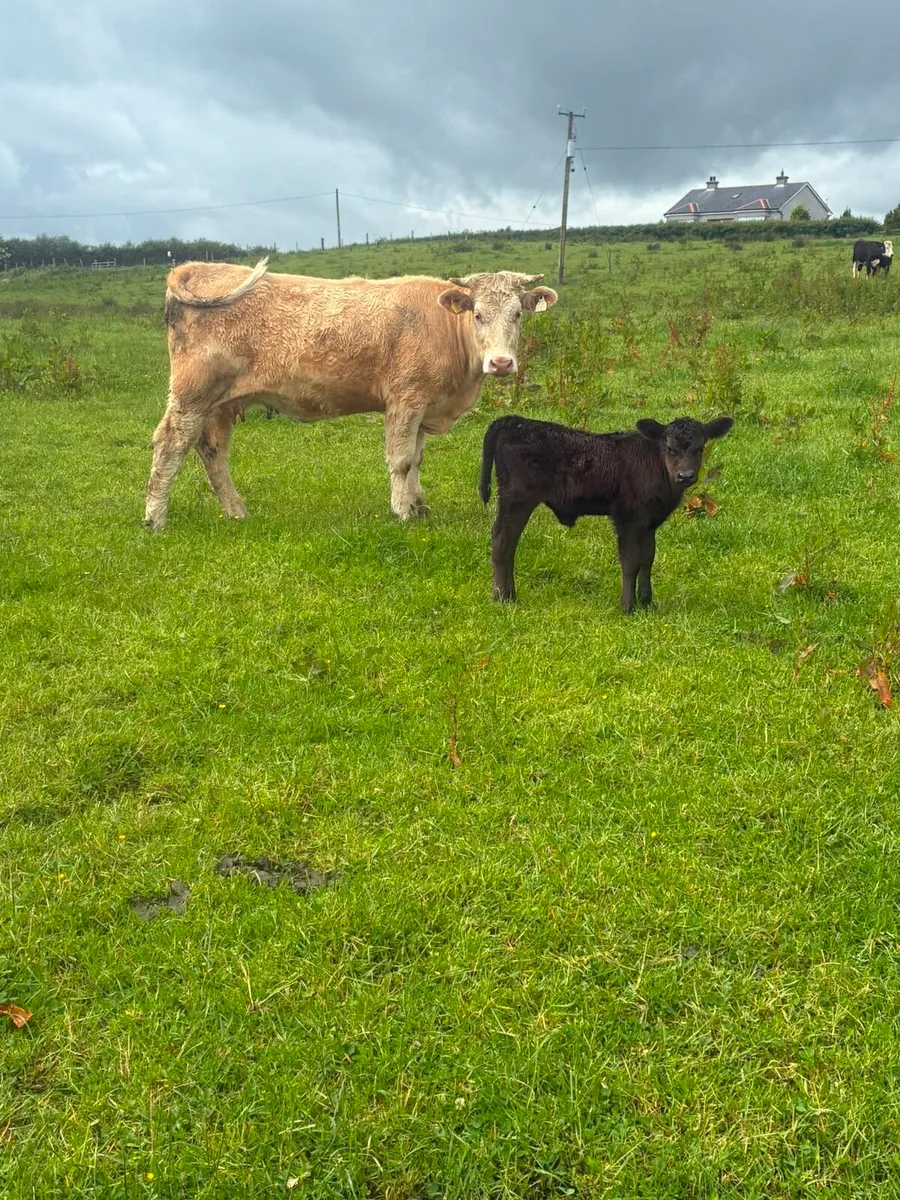 Charolais Cow and Calf - Image 1