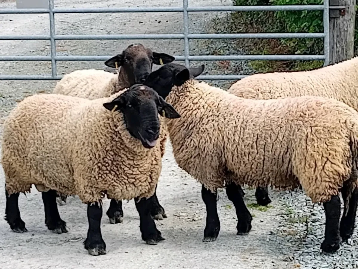 Suffolk rams - Image 1