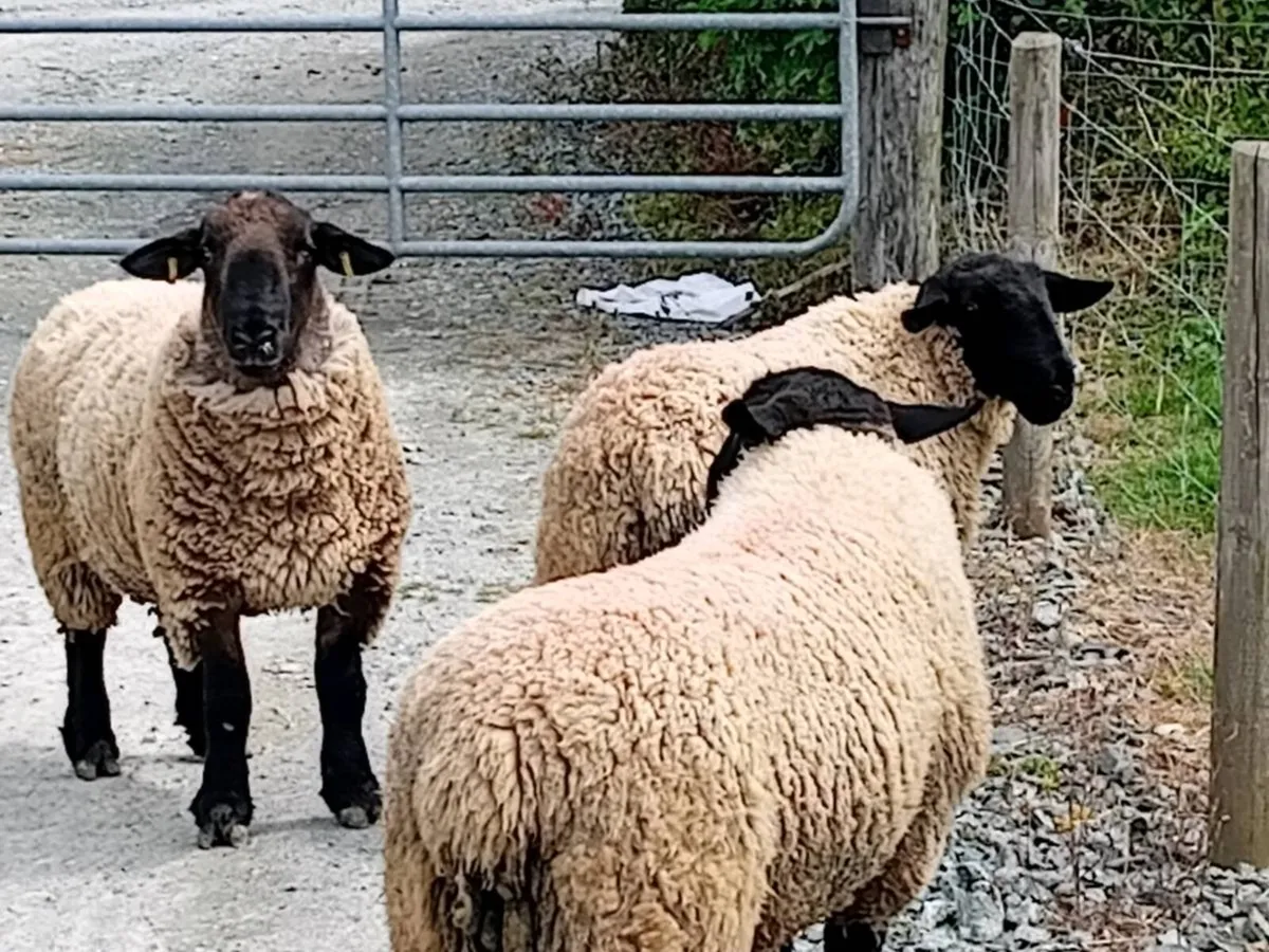 Suffolk rams - Image 2