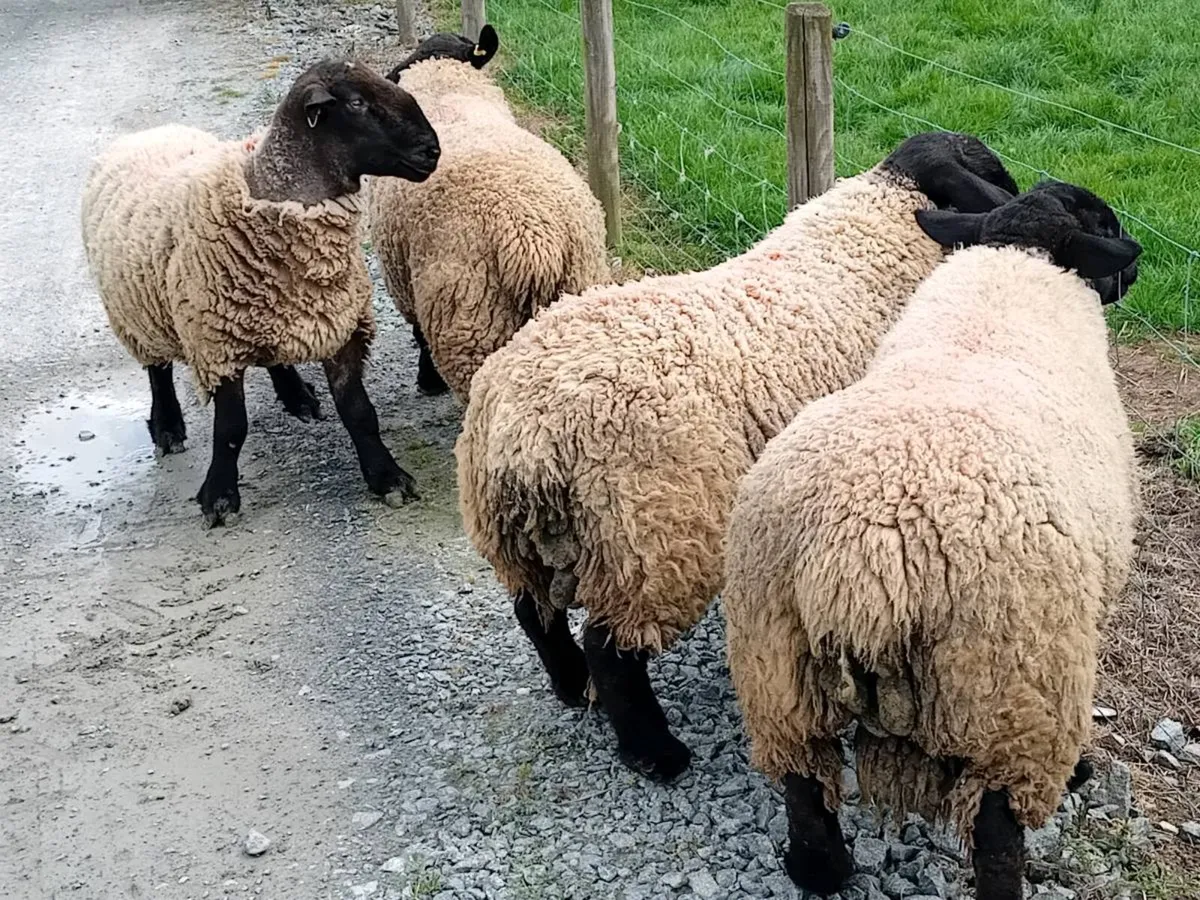 Suffolk rams - Image 3