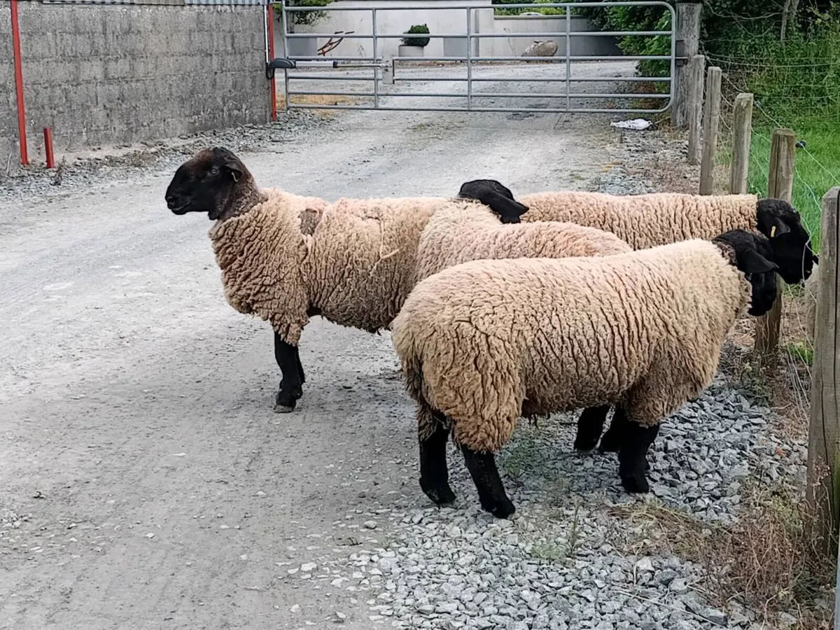Suffolk rams - Image 4