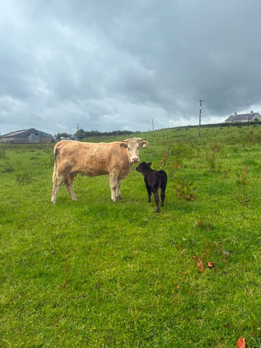 Charolais Cow and Calf - Image 4