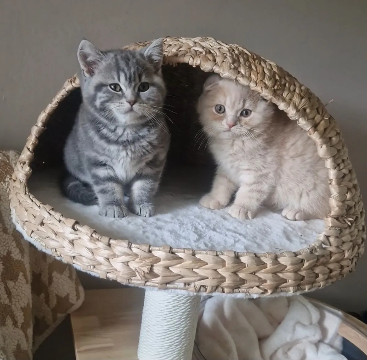 Scottish kittens - Image 1