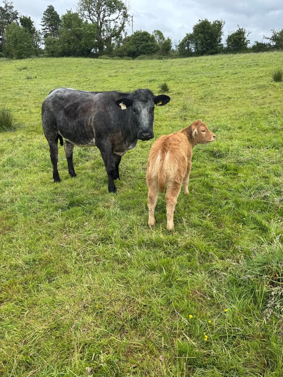 Cows and calfs - Image 2