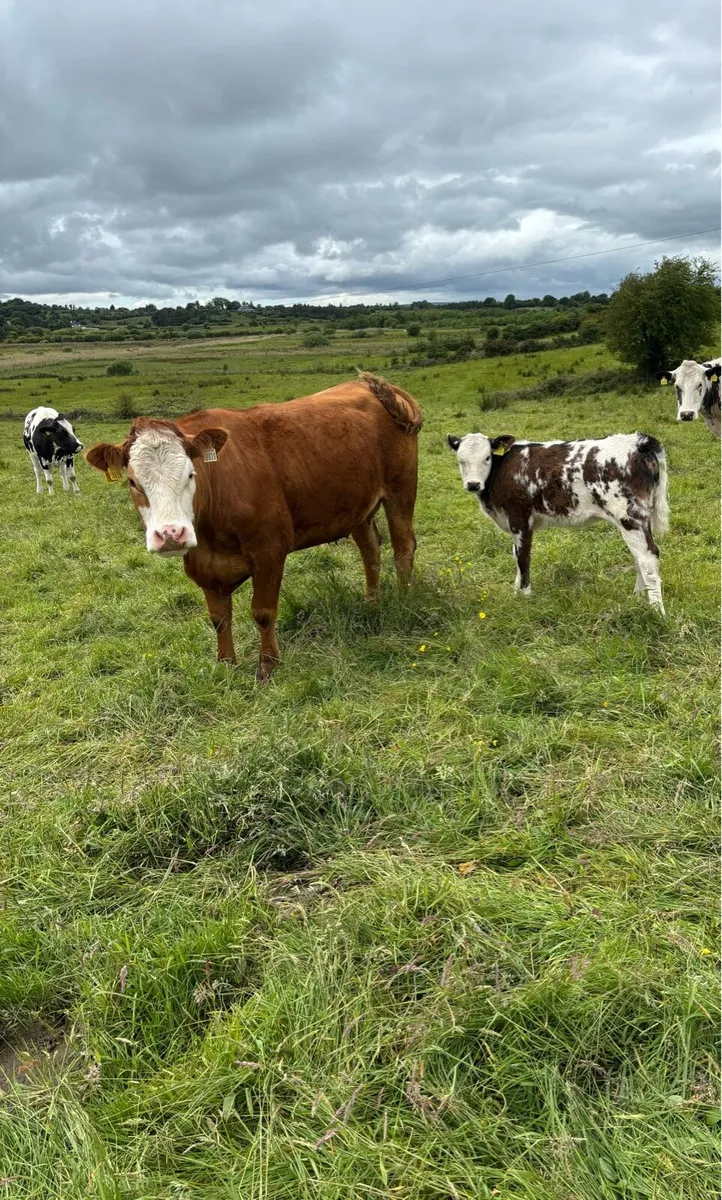 Cows and calfs - Image 1