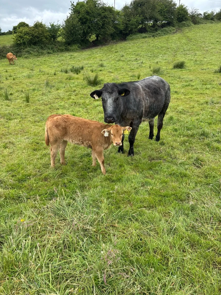Cows and calfs - Image 3