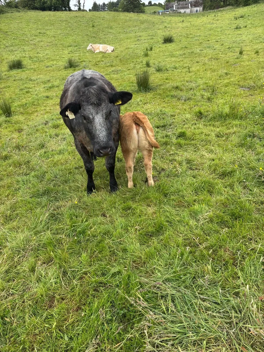 Cows and calfs - Image 4