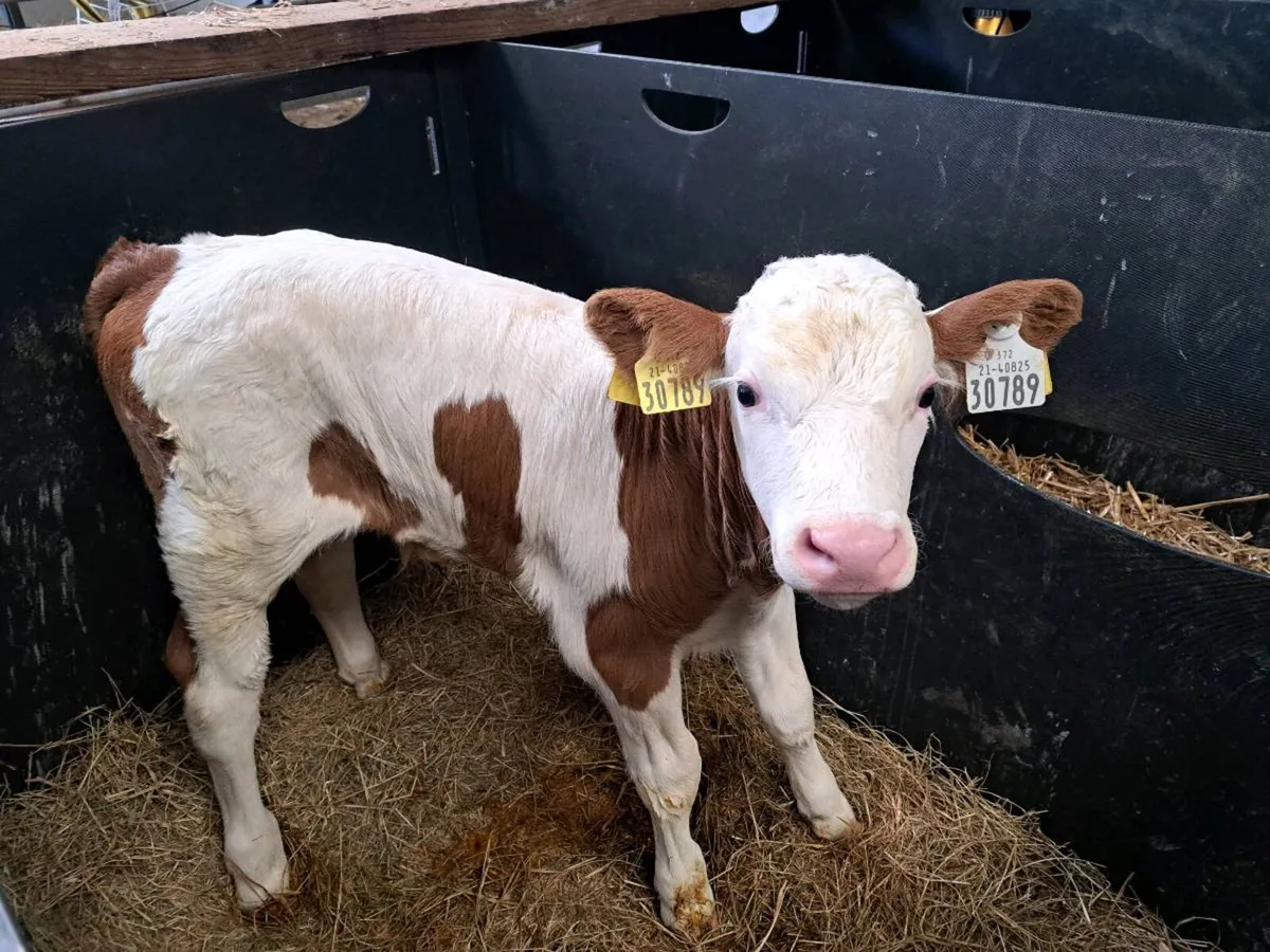 Flechvieh bull for sale - Image 3
