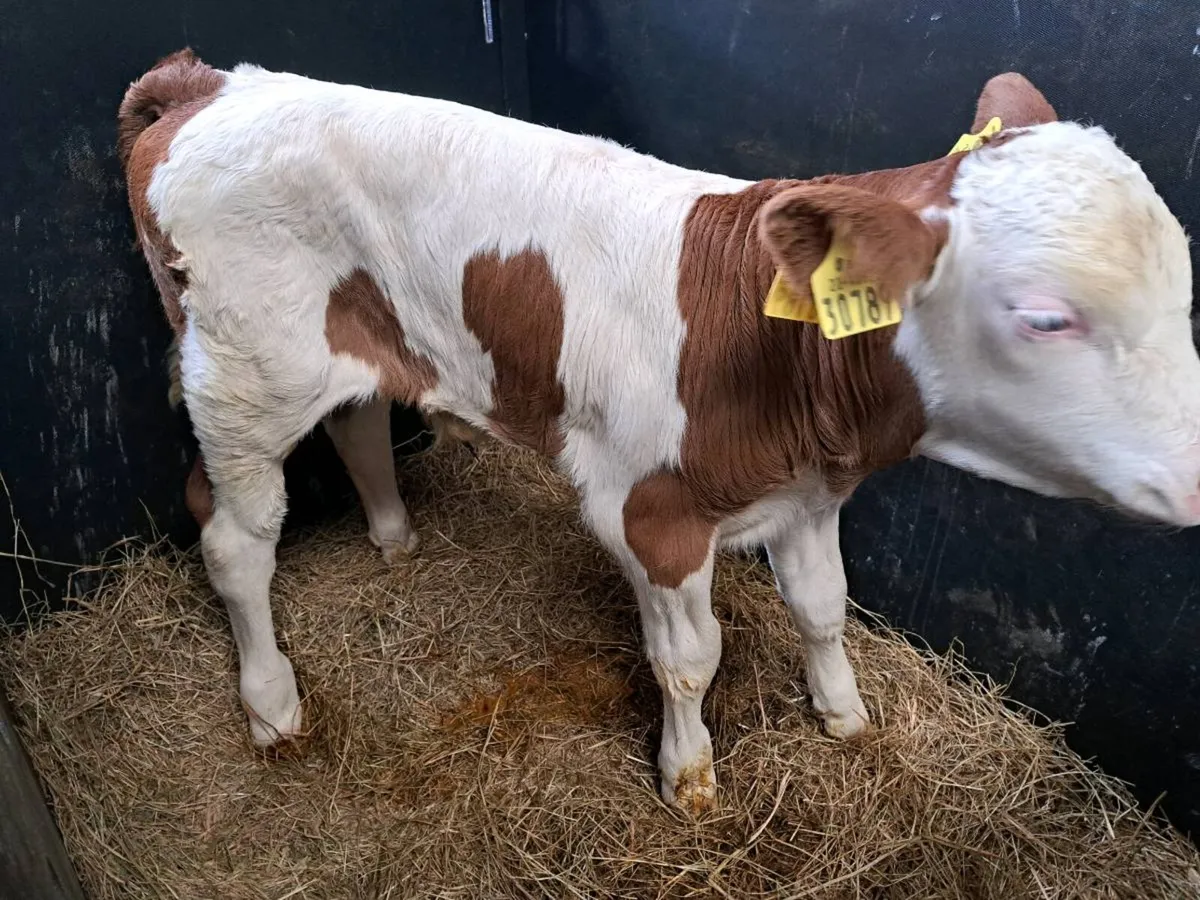 Flechvieh bull for sale - Image 2