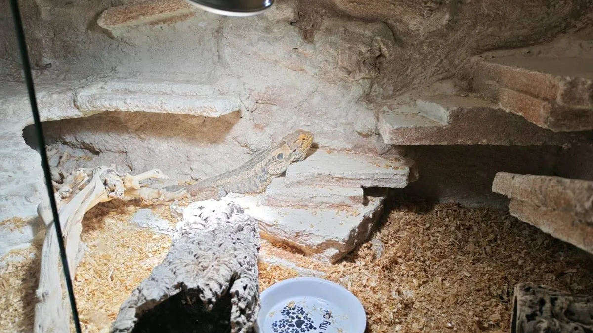 Bearded dragon - Image 2