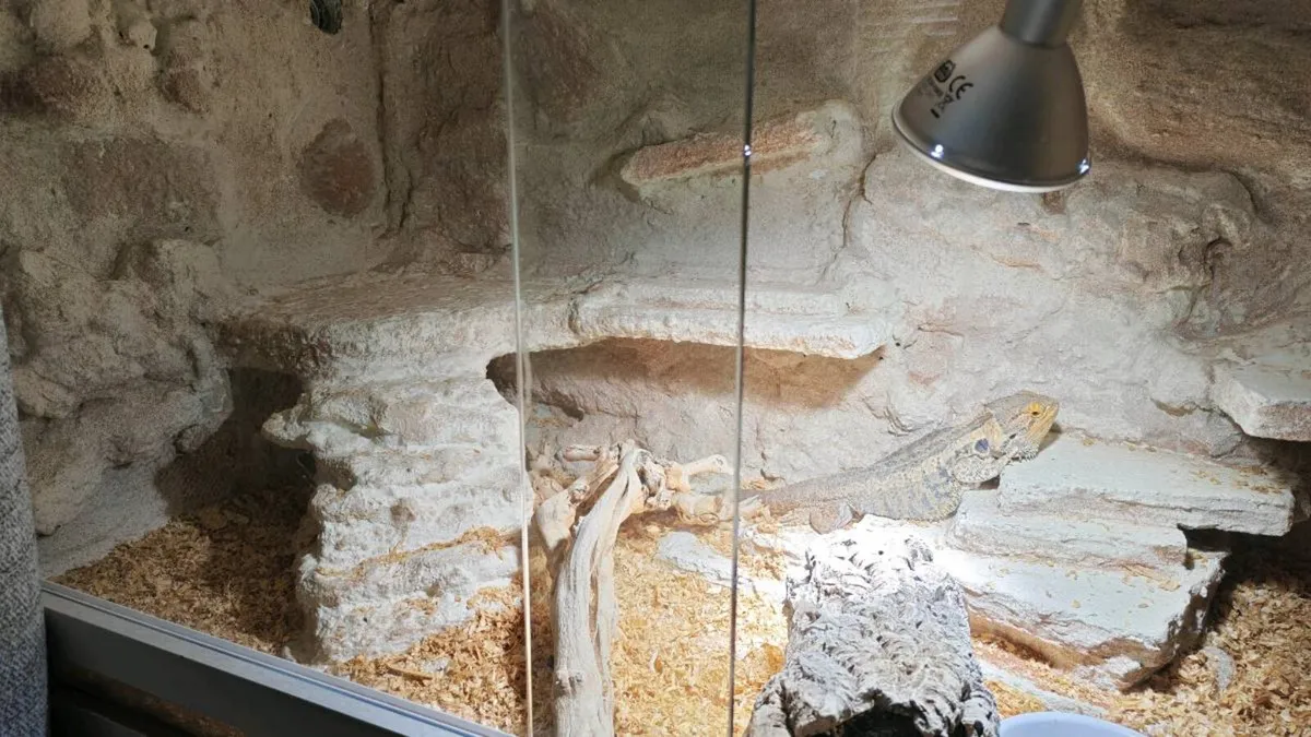 Bearded dragon - Image 3