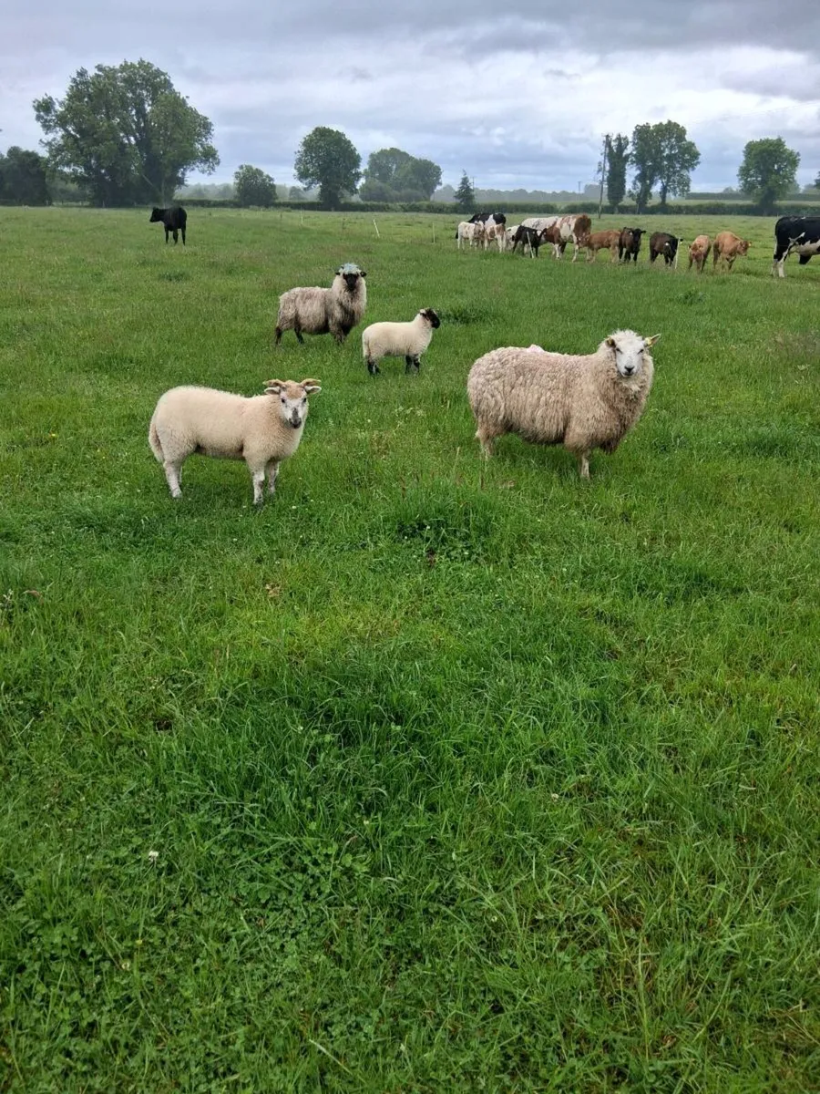 Sheep - Image 1