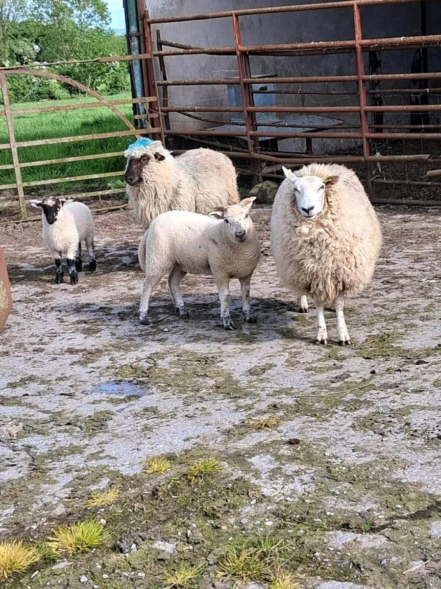 Sheep - Image 2