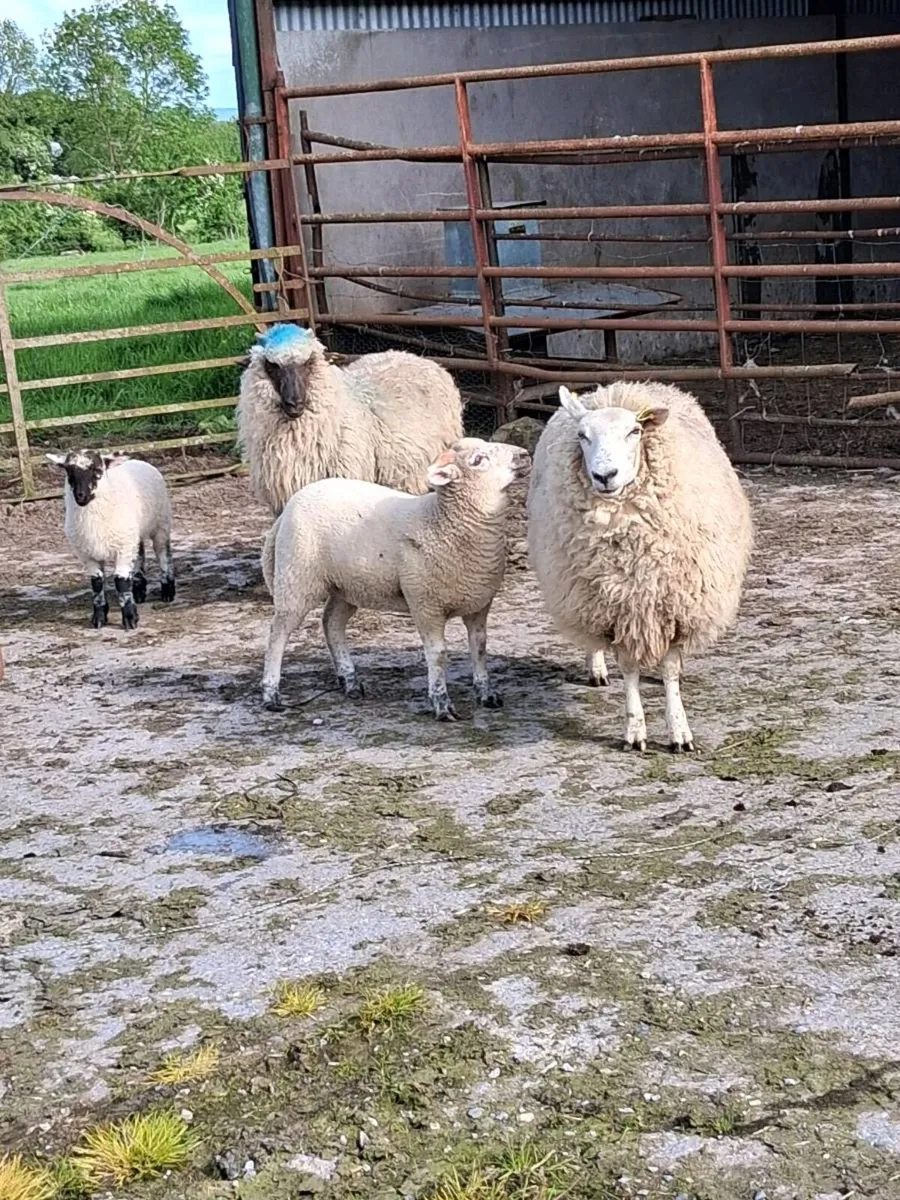 Sheep - Image 3
