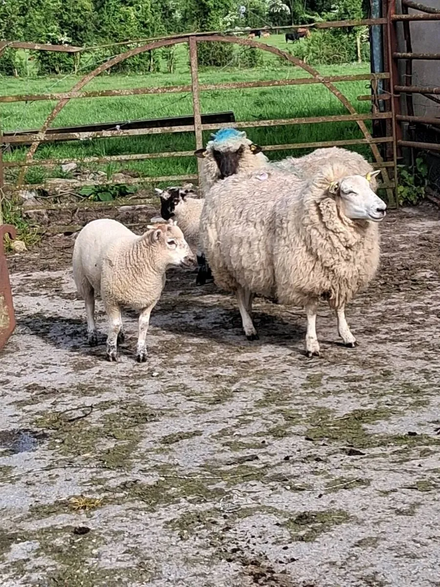 Sheep - Image 4